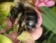 Thoracobombus
