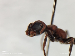 Tetraponera rufonigra