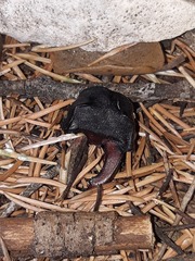 Lucanus cervus