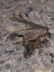 Platycleis intermedia