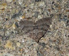 Thera cognata