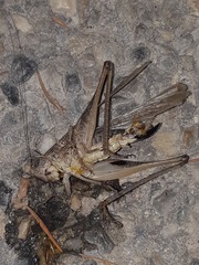 Platycleis intermedia