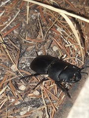Dorcus parallelipipedus