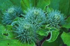 Arctium lappa
