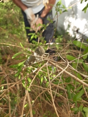 Anacridium aegyptium