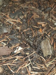 Gryllomorpha dalmatina