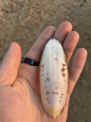 Common cuttlefish
