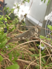 Anacridium aegyptium