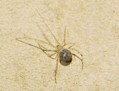 Cryptachaea gigantipes