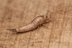 Archaeognatha