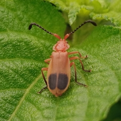 Cordylocera livida