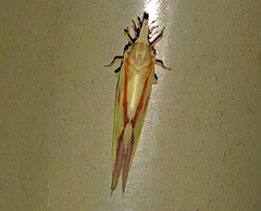 Otiocerus coquebertii