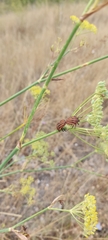 Graphosoma italicum italicum