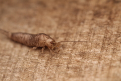 Archaeognatha