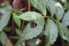 Alampla arcifraga