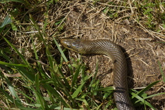 Zamenis longissimus