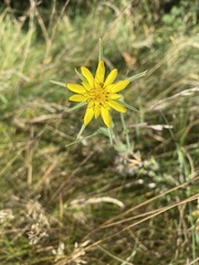 Tragopogon dubius