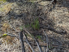 Austrostipa elegantissima