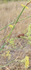 Graphosoma italicum italicum
