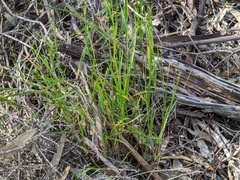 Austrostipa elegantissima