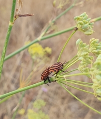 Graphosoma italicum italicum