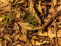 Thysanotus patersonii