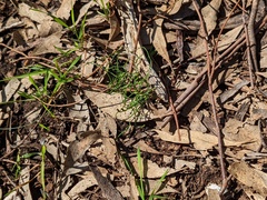 Thysanotus patersonii