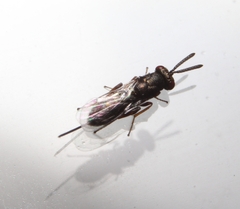 Torymidae