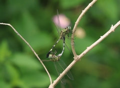 Orthetrum sabina