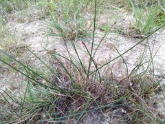 Eleocharis palustris