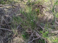 Austrostipa elegantissima