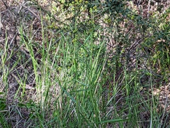 Austrostipa elegantissima