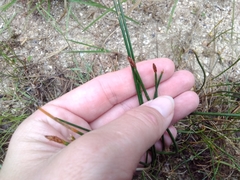 Eleocharis palustris