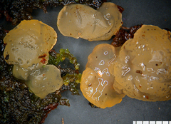 Dacrymyces subantarcticensis