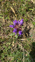 Prunella grandiflora