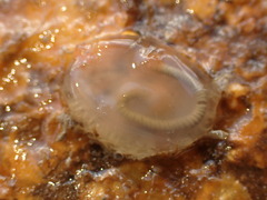 Agnezia glaciata