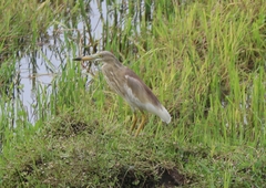 Ardeola grayii