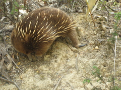 Tachyglossus aculeatus