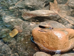 Heliocypha fenestrata