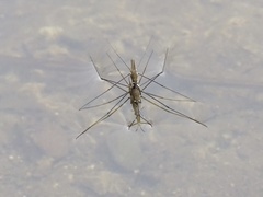 Aquarius najas