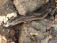 Acanthoclinus fuscus