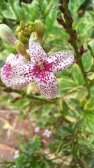 Pseuderanthemum carruthersii