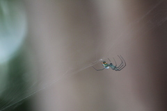 Leucauge argyrobapta image