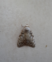 Meganola strigula