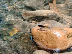 Heliocypha fenestrata