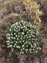 Paranomus abrotanifolius