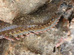 Acanthoclinus fuscus