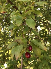 Prunus cerasifera