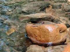 Heliocypha fenestrata