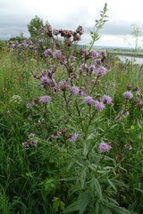 Cirsium arvense integrifolium